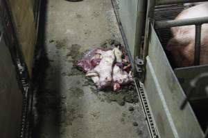 Dead piglets in aisle - Australian pig farming - Captured at Nambeelup Piggery, Nambeelup WA Australia.