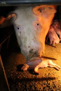 Mother with dead piglet - Australian pig farming - Captured at Culcairn Piggery, Culcairn NSW Australia.