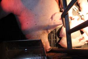 Farrowing crates at Wasleys Tailem Bend Piggery SA - Australian pig farming - Captured at Tailem Bend Piggery, Tailem Bend SA Australia.