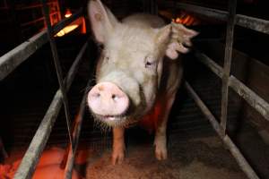 Farrowing crates at Finniss Park Piggery SA - Australian pig farming - Captured at Finniss Park Piggery, Mannum SA Australia.