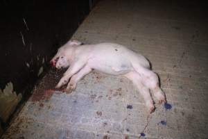 Dead piglet in aisle - Australian pig farming - Captured at Girgarre Piggery, Girgarre VIC Australia.