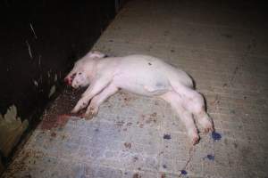 Dead piglet in aisle - Australian pig farming - Captured at Girgarre Piggery, Kyabram VIC Australia.