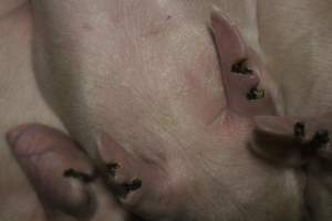 Farrowing crates at Dublin Piggery SA - Australian pig farming - Captured at Dublin Piggery, Dublin SA Australia.