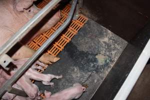 Farrowing crates at Wasleys Piggery SA - Australian pig farming - Captured at Wasleys Piggery, Pinkerton Plains SA Australia.