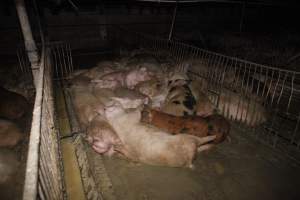 Grower/finisher pigs living in excrement - Australian pig farming - Captured at Narrogin Piggery, Dumberning WA Australia.