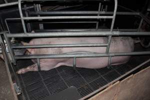 Farrowing crates at Selko Piggery NSW - Australian pig farming - Captured at Selko Piggery, Narrandera NSW Australia.