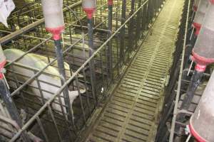 Sow stalls from above - Australian pig farming - Captured at Grong Grong Piggery, Grong Grong NSW Australia.