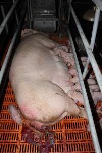Farrowing crates at Wasleys Piggery SA - Australian pig farming - Captured at Wasleys Piggery, Pinkerton Plains SA Australia.