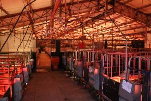 Farrowing crates at Wasleys Tailem Bend Piggery SA - Australian pig farming - Captured at Tailem Bend Piggery, Tailem Bend SA Australia.
