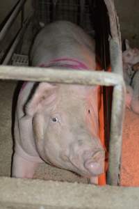 Farrowing crates at Korunye Park Piggery SA - Australian pig farming - Captured at Korunye Park Piggery, Korunye SA Australia.