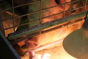 Farrowing crates at St Arnaud Piggery VIC - Australian pig farming - Captured at St Arnaud Piggery Units 2 & 3, St Arnaud VIC Australia.