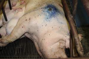 Farrowing crates at Bungowannah Piggery NSW - Australian pig farming - Captured at Bungowannah Piggery, Bungowannah NSW Australia.