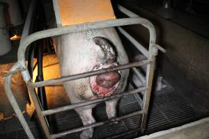 Sow with large painful prolapse - Australian pig farming - Captured at Deni Piggery, Deniliquin NSW Australia.