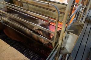 Farrowing crates at Yelmah Piggery SA - Australian pig farming - Captured at Yelmah Piggery, Magdala SA Australia.