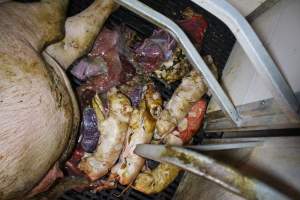 Stillborn piglets - Australian pig farming - Captured at Sheaoak Piggery, Shea-Oak Log SA Australia.