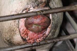 Sow with large painful prolapse - Australian pig farming - Captured at Deni Piggery, Deniliquin NSW Australia.