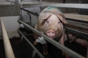 Farrowing crates at Mindarra Piggery WA - Australian pig farming - Captured at Mindarra Piggery (module 1), Boonanarring WA Australia.