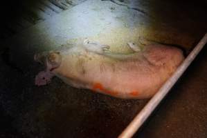 Group sow housing - Australian pig farming - Captured at Yelmah Piggery, Magdala SA Australia.