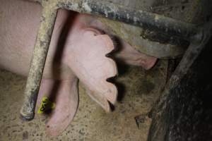 Farrowing crates at Finniss Park Piggery SA - Australian pig farming - Captured at Finniss Park Piggery, Mannum SA Australia.