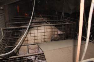 Farrowing crates at Willawa Piggery NSW - Australian pig farming - Captured at Willawa Piggery, Grong Grong NSW Australia.