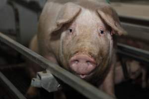 Farrowing crates at Mindarra Piggery WA - Australian pig farming - Captured at Mindarra Piggery (module 1), Boonanarring WA Australia.