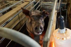 Farrowing crates at Yelmah Piggery SA - Australian pig farming - Captured at Yelmah Piggery, Magdala SA Australia.