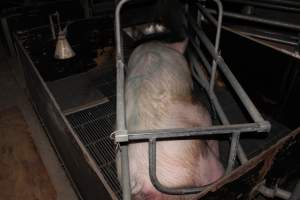 Farrowing crates at Selko Piggery NSW - Australian pig farming - Captured at Selko Piggery, Narrandera NSW Australia.