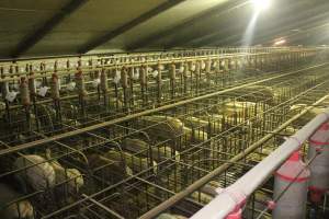 Wide view of huge sow stall shed - Australian pig farming - Captured at Grong Grong Piggery, Grong Grong NSW Australia.