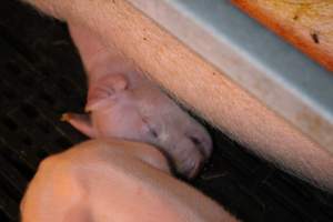 Piglet crushed by mother - Australian pig farming - Captured at Sheaoak Piggery, Shea-Oak Log SA Australia.