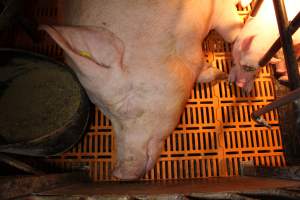 Farrowing crates at Huntly Piggery NSW - Australian pig farming - Captured at Huntly Piggery, Huntly North VIC Australia.