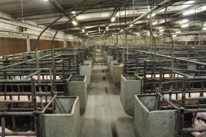 Looking down aisle of farrowing shed - Loose piglets in aisle - Captured at Bungowannah Piggery, Bungowannah NSW Australia.