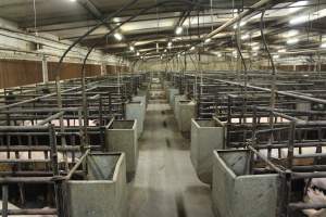 Looking down aisle of farrowing shed - Loose piglets in aisle - Captured at Bungowannah Piggery, Bungowannah NSW Australia.