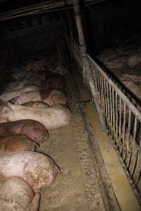 Grower/finisher pigs living in excrement - Australian pig farming - Captured at Narrogin Piggery, Dumberning WA Australia.