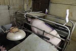 Farrowing crates at Nambeelup Piggery WA - Australian pig farming - Captured at Nambeelup Piggery, Nambeelup WA Australia.