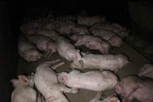 Grower/finisher pigs - Australian pig farming - Captured at Culcairn Piggery, Culcairn NSW Australia.