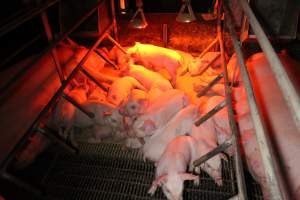 Farrowing crates at Finniss Park Piggery SA - Australian pig farming - Captured at Finniss Park Piggery, Mannum SA Australia.