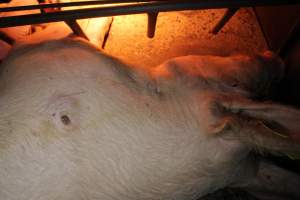 Farrowing crates at Culcairn Piggery NSW - Australian pig farming - Captured at Culcairn Piggery, Culcairn NSW Australia.