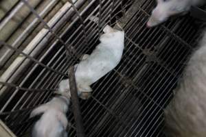 Farrowing crates at Willawa Piggery NSW - Australian pig farming - Captured at Willawa Piggery, Grong Grong NSW Australia.