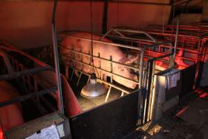 Farrowing crates at Wasleys Tailem Bend Piggery SA - Australian pig farming - Captured at Wasleys Tailem Bend Piggery, Tailem Bend SA Australia.