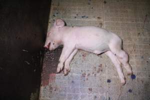 Dead piglet in aisle - Australian pig farming - Captured at Girgarre Piggery, Kyabram VIC Australia.