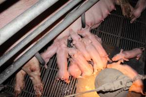 Farrowing crates at Selko Piggery NSW - Australian pig farming - Captured at Selko Piggery, Narrandera NSW Australia.