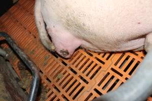 Farrowing crates at Wasleys Piggery SA - Australian pig farming - Captured at Wasleys Piggery, Pinkerton Plains SA Australia.