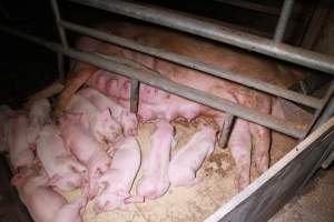 Farrowing crates at Girgarre Piggery VIC - Australian pig farming - Captured at Girgarre Piggery, Girgarre VIC Australia.