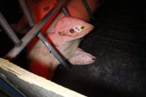 Farrowing crates at Wasleys Tailem Bend Piggery SA - Australian pig farming - Captured at Tailem Bend Piggery, Tailem Bend SA Australia.