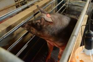 Farrowing crates at Yelmah Piggery SA - Australian pig farming - Captured at Yelmah Piggery, Magdala SA Australia.