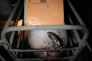 Sow with large painful prolapse - Australian pig farming - Captured at Deni Piggery, Deniliquin NSW Australia.