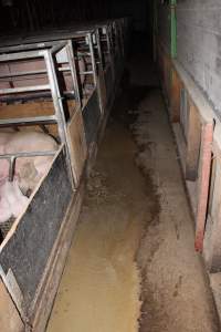 Farrowing crates at Finniss Park Piggery SA - Australian pig farming - Captured at Finniss Park Piggery, Mannum SA Australia.