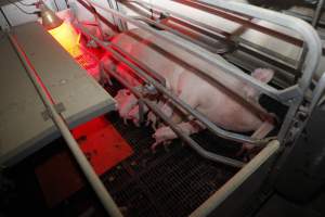 Farrowing crates at Mindarra Piggery WA - Australian pig farming - Captured at Mindarra Piggery (module 1), Boonanarring WA Australia.