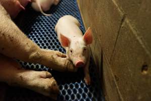 Farrowing crates at Yelmah Piggery SA - Australian pig farming - Captured at Yelmah Piggery, Magdala SA Australia.