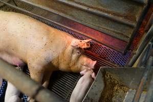 Farrowing crates at Yelmah Piggery SA - Australian pig farming - Captured at Yelmah Piggery, Magdala SA Australia.